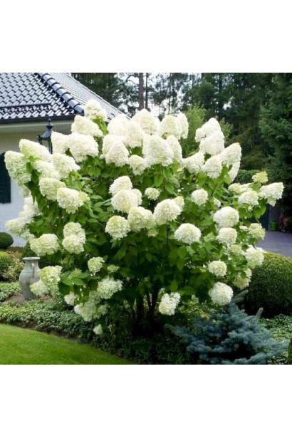 Гортензия метельчатая Полар Бир 